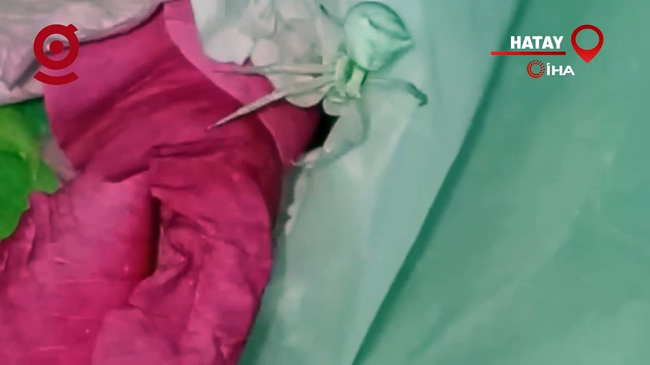 Görenlerin Ağzı Açık Kaldı: İşte İnsan Yüzlü Örümcek