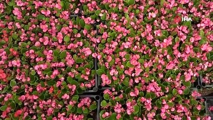 Bursa'da bu yöntemi denedi, 5 kat fazla verim aldı