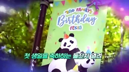 [영상구성] 푸바오 쌍둥이 동생 루이바오·후이바오 돌잔치 열려