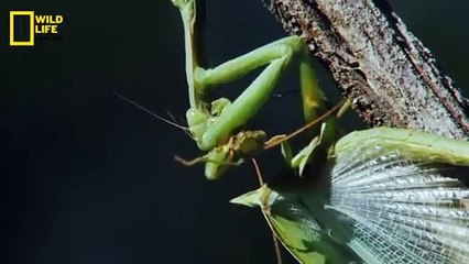Predators Attack -  _ Wildlife documentary in Hindi