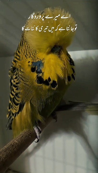 Birds 7.7.2024