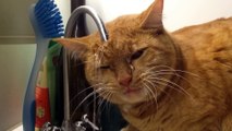 Funniest Cats  - Don't try to hold back Laughter  - The Pet Collective