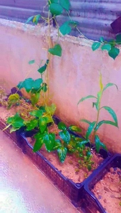 My small garden