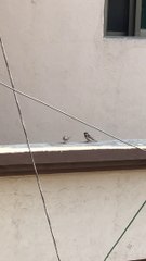 Love in the Morning: Romantic Sparrows' Sweet Serenade