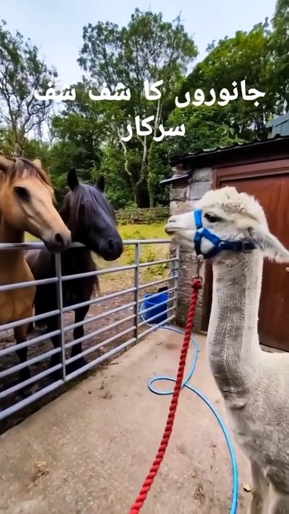 Animal_s_Shuf