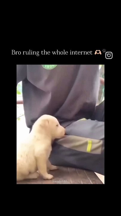 Bro runni g wholw internet|Echo Entertainment