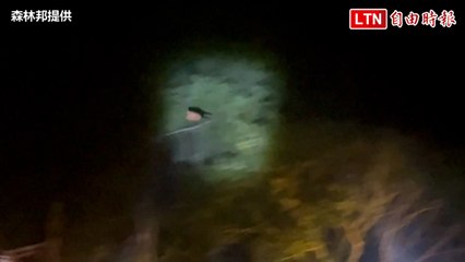 南投溪頭夜觀奇景🦇：親眼目睹飛鼠林間滑翔的震撼瞬間！