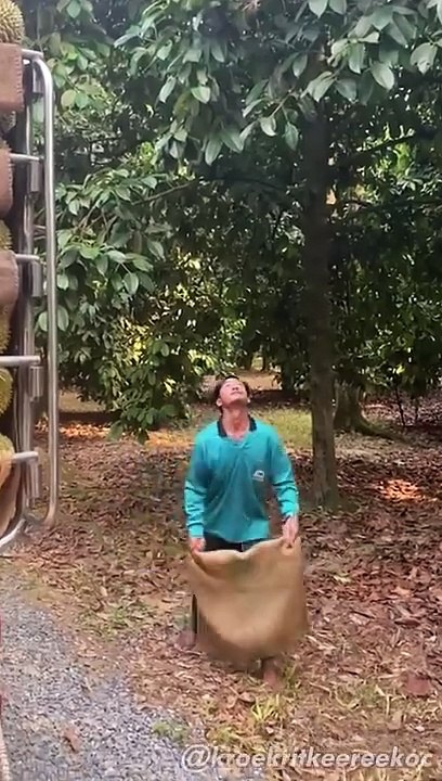 Professional Durian Catchers