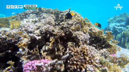 [#강철지구] 와다야&와보꾸(?) 민호X동규에게 주어진 새 이름ㅋㅋㅋ #인도네시아