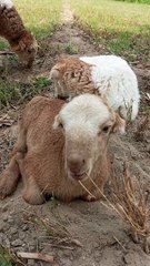 Sheep manda. Sadorbahle antic#farm frends