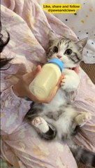 Little kitty enjoys milk in mother's arms