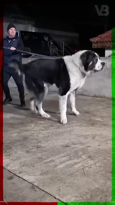 Alabai Is Banned in Denmark #shorts