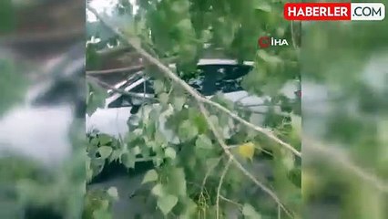 Fırtına ağacı kökünden söktü: 1 otomobil zarar gördü