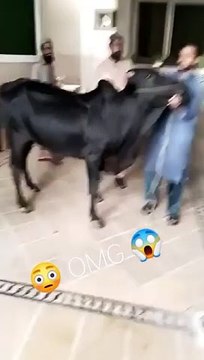 Qurbani Cow Kicked I Eid Ul Adha Viral Moment I Anari Pagal Qasai I Must Watch