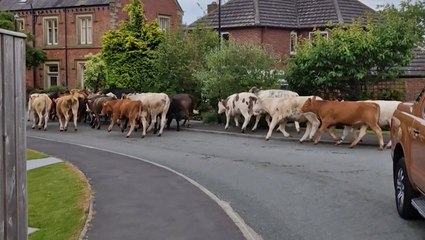 Herd of 45 escaped cows rampage down quiet Yorkshire street