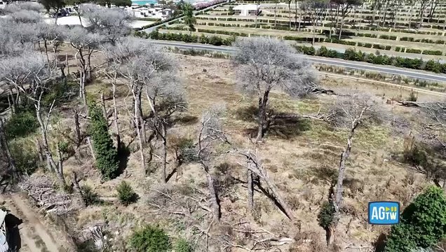 Roma, la pineta di Ostia devastata da incendi e cocciniglia: le impressionanti immagini riprese dal drone