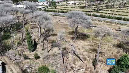 Roma, la pineta di Ostia devastata da incendi e cocciniglia: le impressionanti immagini riprese dal drone