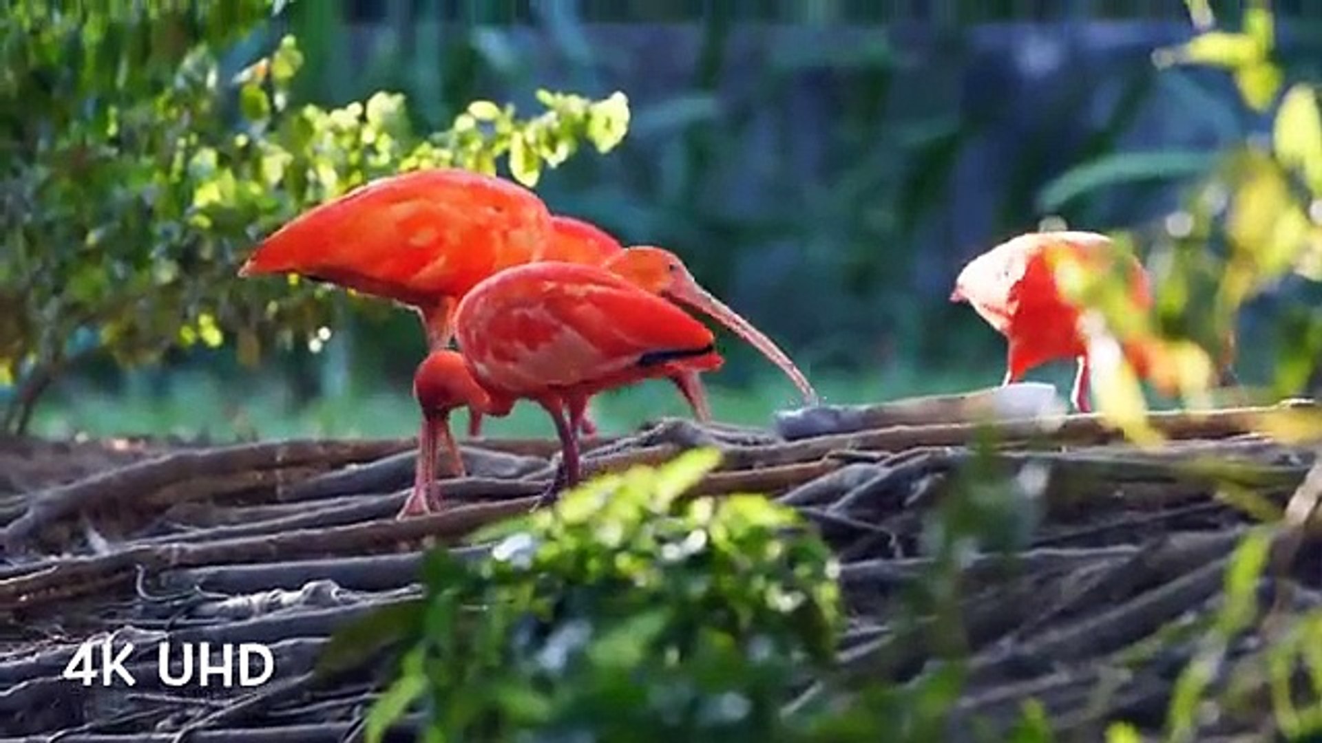 ⁣Colorful Birds in 4K - Planet Earth 4K - Beautiful Bird Sounds Nature Relaxation 4K UHD 60 FPS