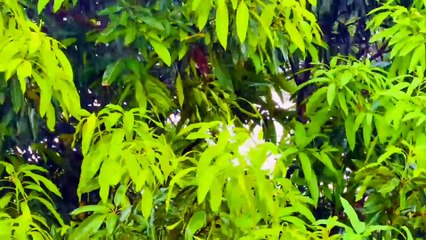 Tình yêu mang theo - Tác giả Nguyễn Văn Chung