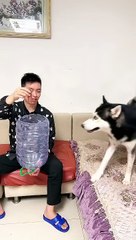 Raising dogs just for fun: Clips, Memes.