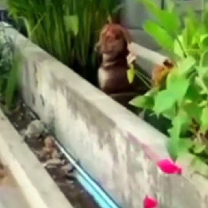 Funny animal vedio