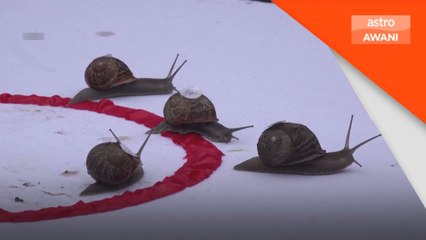 'Jeff' dinobat siput terpantas dunia, menang Kejohanan Dunia Lumba Siput