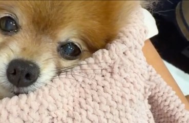 Kate Beckinsale perdió a su pomerania Myf durante las celebraciones del 4 de julio