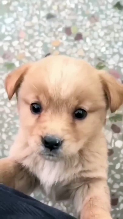 Baby Funny Dog