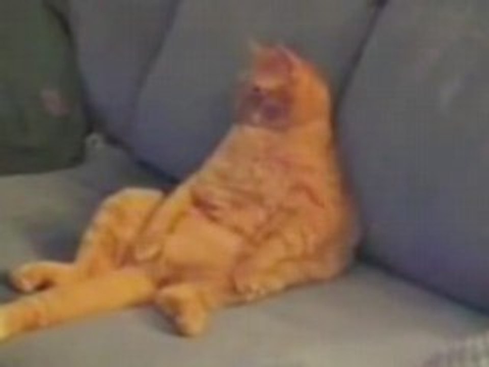 Le vrai Garfield le chat ^^