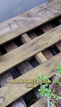 Cobra venenosa é encontrada morta “misteriosamente” dentro de casa em Jaraguá do Sul