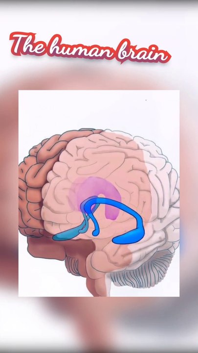 دماغ الإنسان