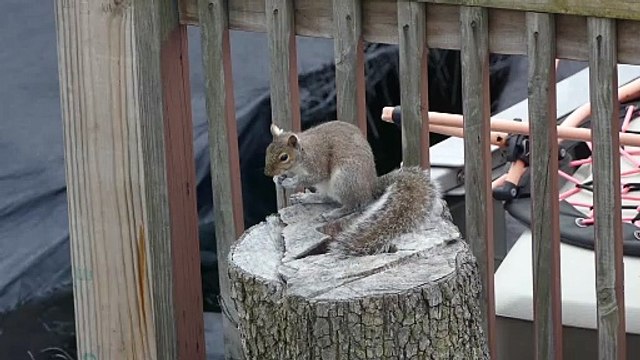 Amazing Animals · Gentoo Penguin · Polar Bear · Giant Pacific Octopus · Spotted Owl · Gorilla · Raccoon · More Videos · Explore More.