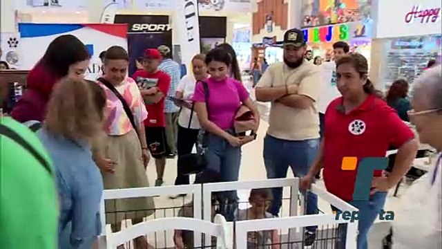 La Orden del Phoenix realizó recolecta de alimentos para perros y gatos en El Dorado