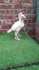 Hera aseel pair Asad Aseel