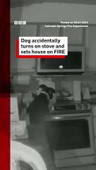 Dog-turns-on-stove-and-accidentally-sets_81