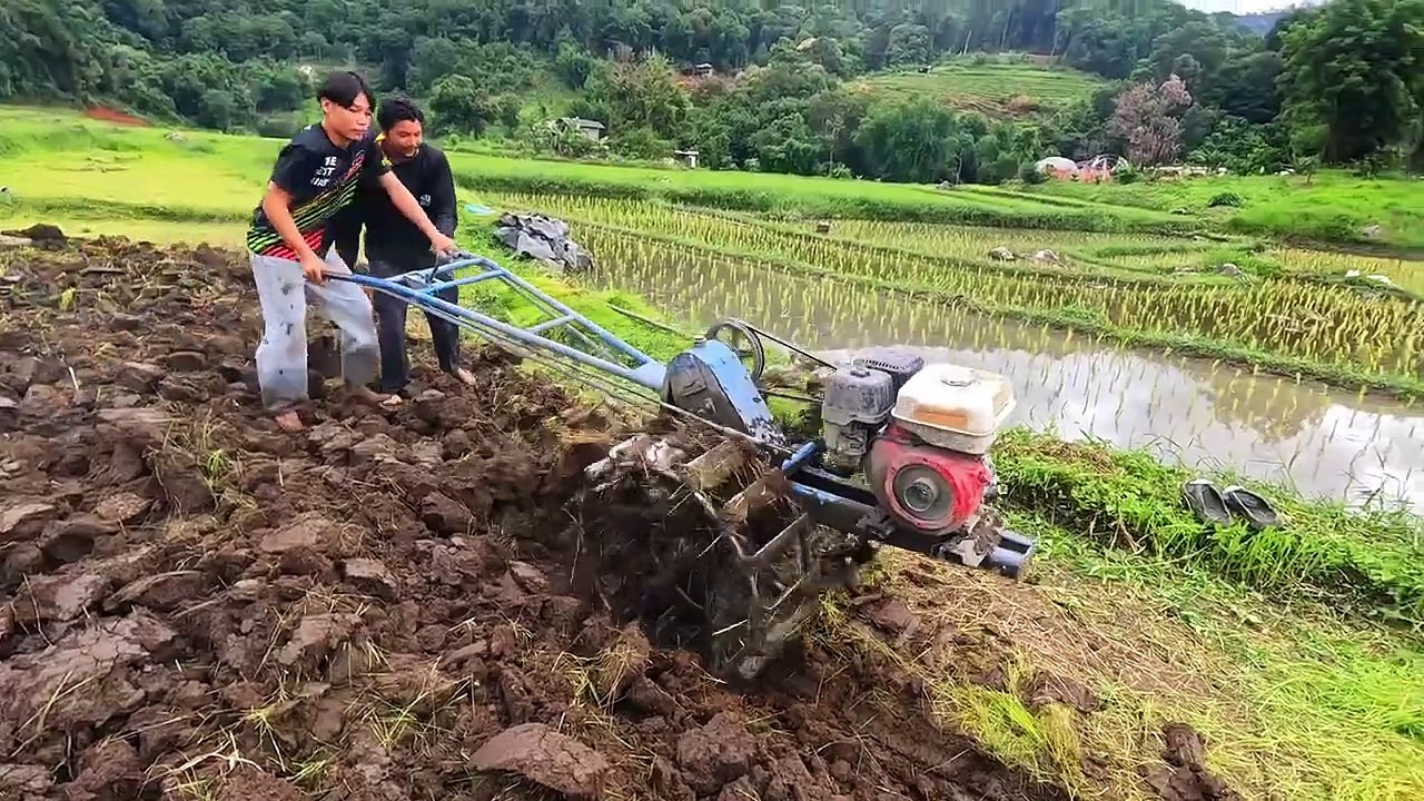 Reis pflanzen mit Dan und den Kindern