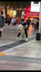 Funny Animal Video
