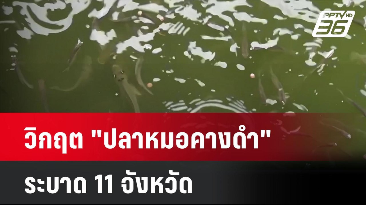 วิกฤต "ปลาหมอคางดำ" ระบาด 11 จังหวัด| โชว์ข่าวเ...