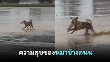 เปิดคลิปโมเมนต์แห่งความสุขของหมาจร ชาวเน็ตเห็นแล้วเอ็นดู….