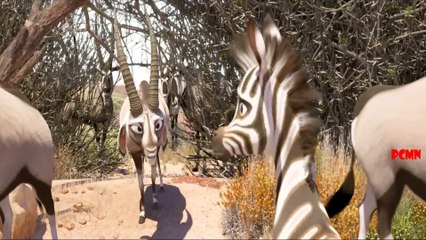 Cuộc phiêu lưu của chú ngựa nghịch ngợm - Review phim cho trẻ em - PHIM CHO MỌI NHÀ