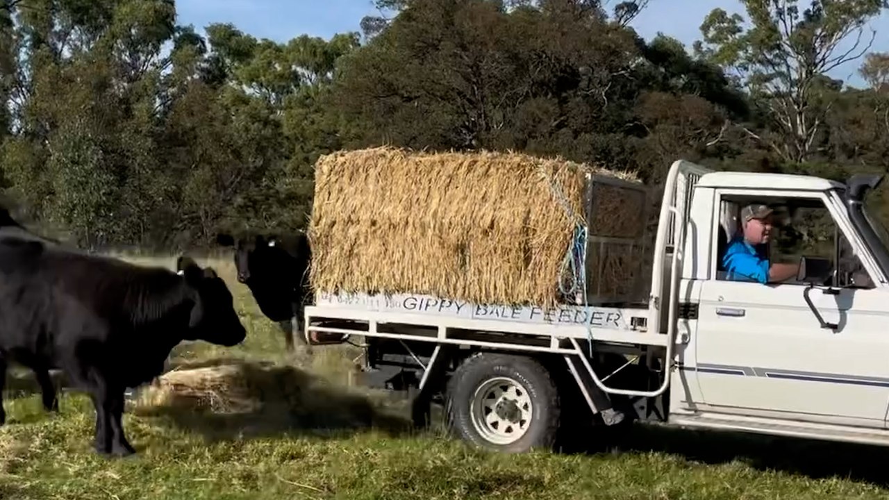 Gippy Bale Feeder in action | Stock & Land