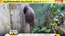 ആഫ്രിക്കൻ ഒച്ച് ശല്യം; പ്രതിരോധം ഫലം കാണുന്നില്ല; കൃഷി ഉപേക്ഷിച്ച് ഇടുക്കിയിലെ കർഷകർ