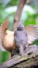 Tilawatul_Quran beautiful voice translation Urdu video 14