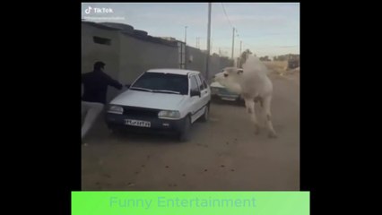 TRY NOT TO LAUGH | FUNNY ANIMAL VIDEOS | Super Funny Animals Compilation !