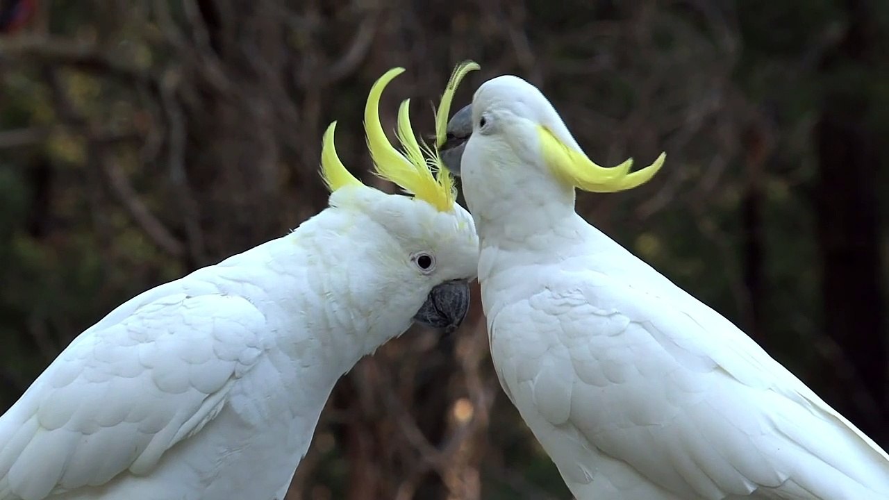 Cockatoo