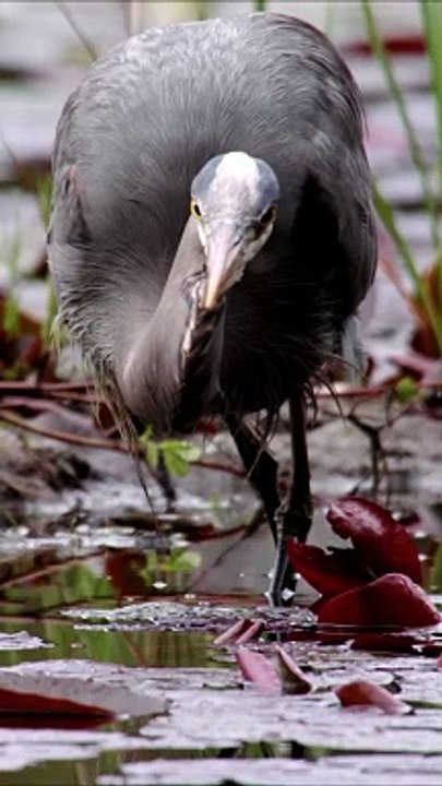 Amizing waw is amizing #farmlife #dogtok #farm #bird #lola #dogsofttiktok #cutie #arrested #rabbit #hamster #protection #doglovers #furbaby #labrador #dachshund #adoptdontshop #cow #malinois #kingcharles #bordercollie #farmer #homestead #chickens #pigeon