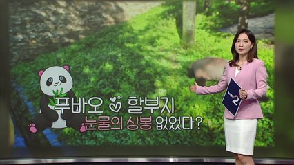 푸바오♡할부지, '눈물의 상봉'은 왜 없었나? [앵커리포트] / YTN