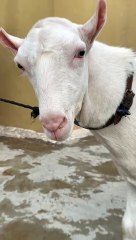 #trending #usa #viral #shortvideo #baby #pet #animals #goats #bakra #bakramandi #tedda