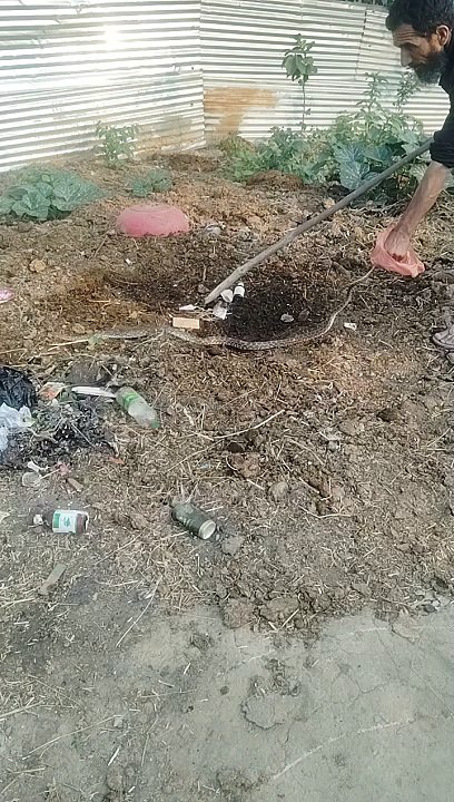 Snake live catch, Snake venom remove, Rescue man by snake, treatment snake bite how to catch snake