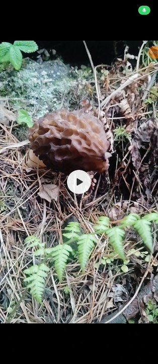 Wild mushroom healthy mushroom Costly and most beneficial mushroom